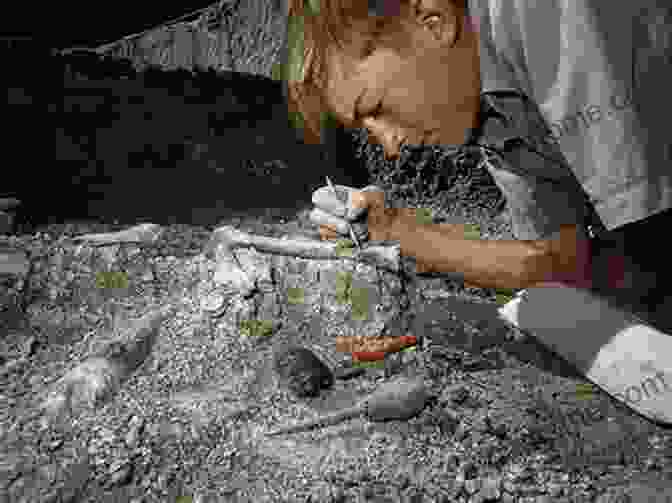 A Group Of People Examining Fossils At An Excavation Site Fossils (Collins Gem) Douglas Palmer