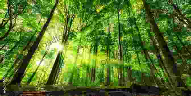 A Lush Green Forest With Towering Trees, Casting Intricate Shadows On The Forest Floor. Call Of The Trees Dorothy Maclean