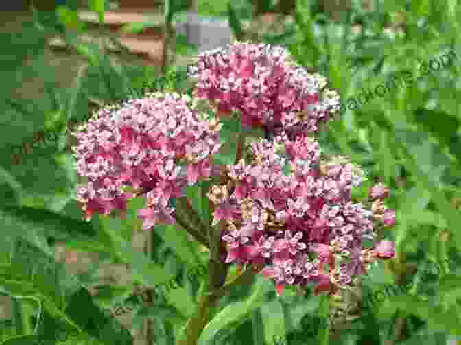 A Photo Of A Milkweed Plant Wicked Plants: The Weed That Killed Lincoln S Mother And Other Botanical Atrocities