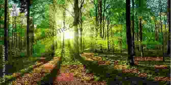 A Serene Forest Scene With Sunlight Filtering Through The Trees Whispers From Mother Earth: Poems And Prayers Of Healing Inspiration And Transformation