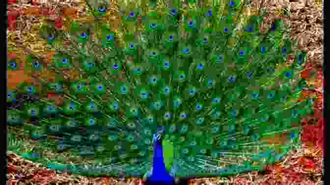 A Vibrant And Colorful Peacock With Its Tail Feathers Spread Out Peacocks Only: A Survival Guide For Peacocks