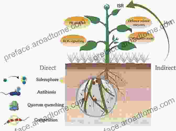 Colonization Of A Plant By A Seed Endophyte Seed Endophytes: Biology And Biotechnology