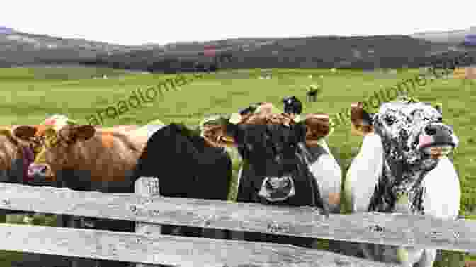 Colourful Image Of Cattle At Farm Fair Colour Atlas Of Livestock At The Farm Fair And Abattoir: Champion Carcass Grading Meat Cuts And Meat Inspection