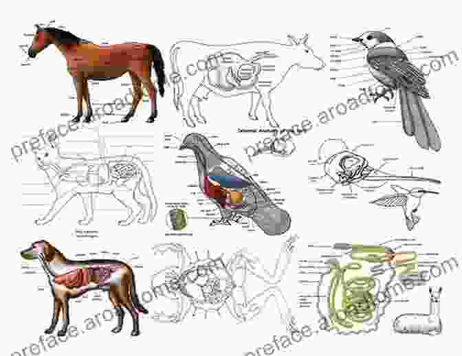 Diagram Of Animal Anatomy Colour Atlas Of Livestock At The Farm Fair And Abattoir: Champion Carcass Grading Meat Cuts And Meat Inspection