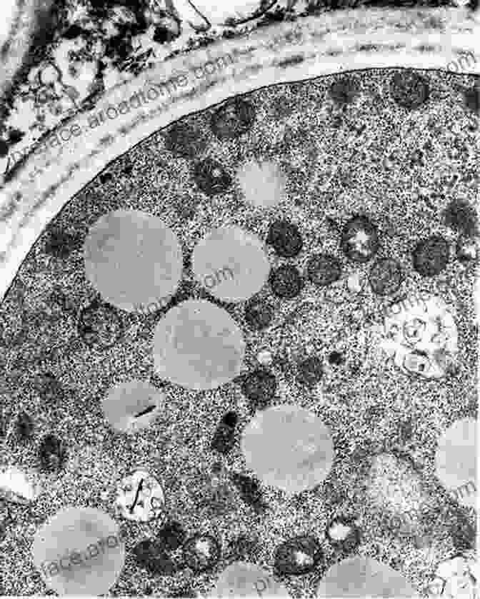 Electron Microscope Image Of A Cell Practical R For Biologists: An 