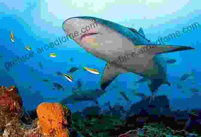 Elusive Shark Swimming Through A Coral Reef Ocean Life For Kids (Tinker Toddlers): 2 Levels Of Learning Marine Life Facts Ages Baby 8 Oceanography Picture Of Whales Sharks Penguins Turtles And More