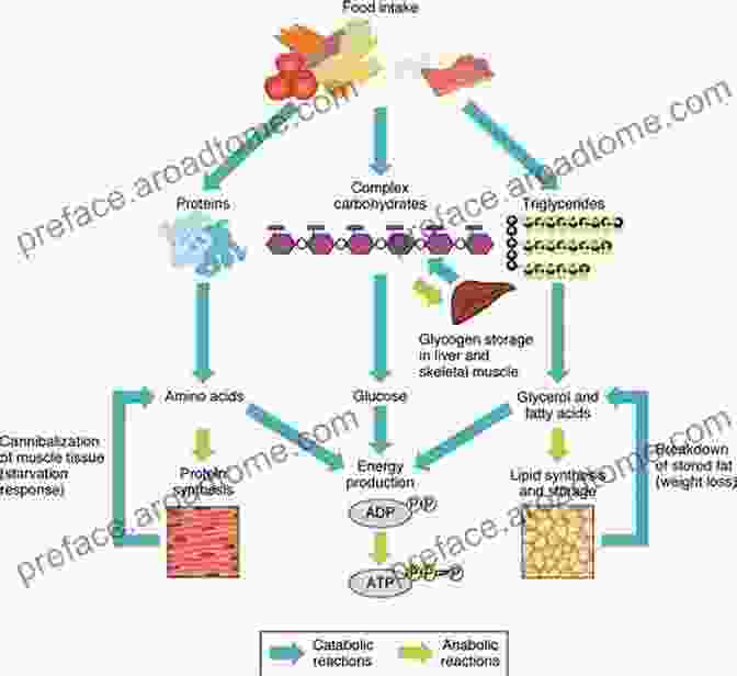 Fat Activation Process: Hormones Involved In Fat Breakdown The Sirtfood Diet: The Easy Beginners Guide For Fast Weight Loss And Burn Fat Activate Your Metabolism Through The Super Power Of Sirtfoods