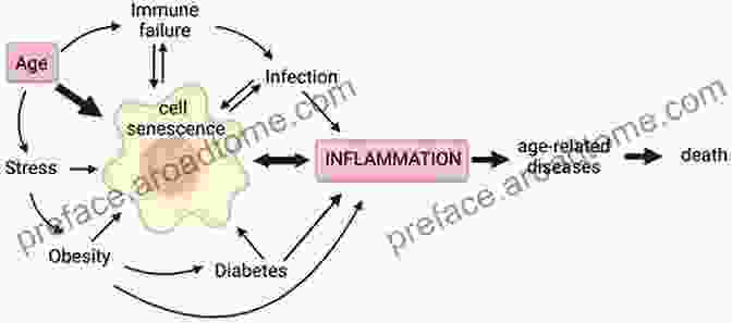 Graph Showing The Relationship Between Aging And Inflammation User S Guide To Inflammation Arthritis And Aging: Learn How Diet And Supplements Can Reduce Inflammation And Slow The Aging Process (Basic Health Publications User S Guide)