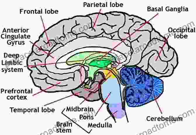 Image: Myth Of A Broken Brain Highlights From Ritalin Free Kids Dion Leonard