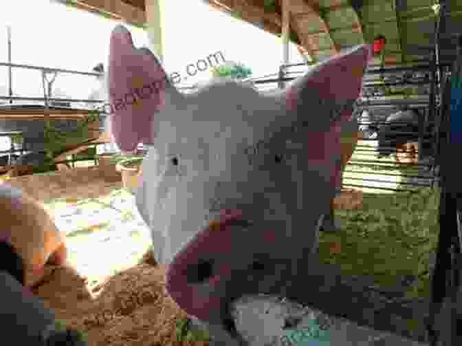 Image Of Pigs At Farm Fair Colour Atlas Of Livestock At The Farm Fair And Abattoir: Champion Carcass Grading Meat Cuts And Meat Inspection