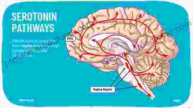 Image Of Serotonin Receptors In The Brain Serotonin Receptors In Neurobiology (Frontiers In Neuroscience)