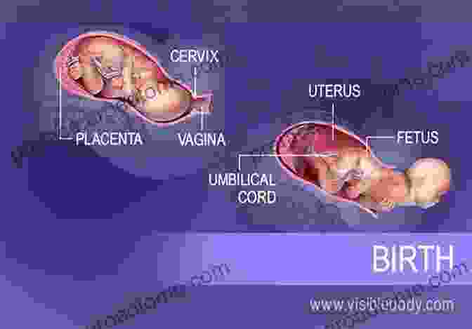 Image Of The Female Reproductive Anatomy During Childbirth Trusting Birth With The Bonapace Method: Keys To Loving Your Birth Experience