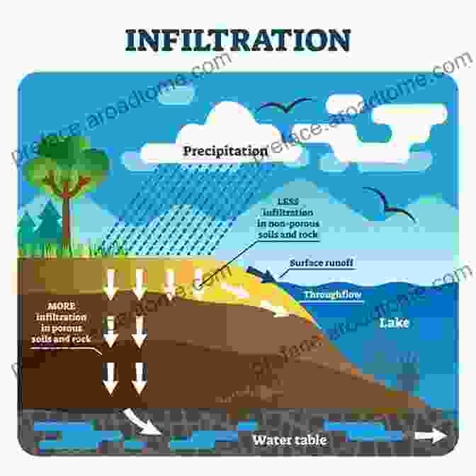 Infiltration, Runoff, And Percolation Are Processes That Happen When Water Interacts With The Ground Water Cycles DK