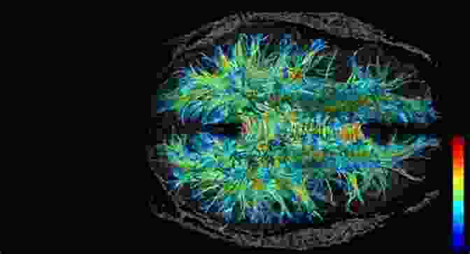 Neuroimaging Technique Being Used In A Forensic Investigation Analyzing Criminal Minds: Forensic Investigative Science For The 21st Century (Brain Behavior And Evolution)