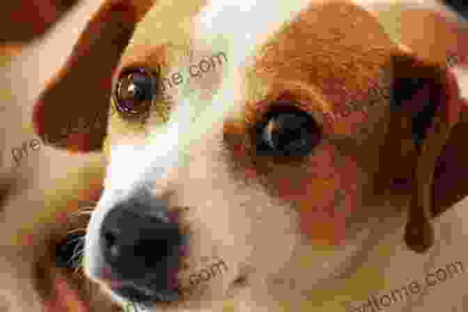 Pedro Pollei, A Small Brown And White Dog With Big Brown Eyes And A Wagging Tail The Best Pet? (Pedro) P Pollei