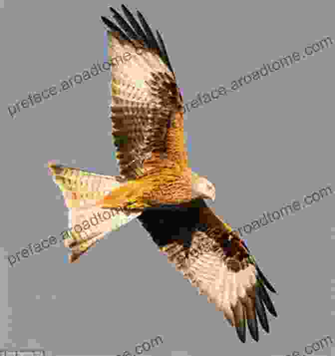 Photo Of A Family Of Red Kites Soaring Over The Countryside Wales Is Still Wild: A Photo Journal