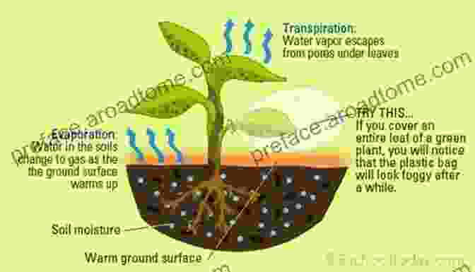 Plants Release Water Vapor Into The Atmosphere Through Transpiration Water Cycles DK