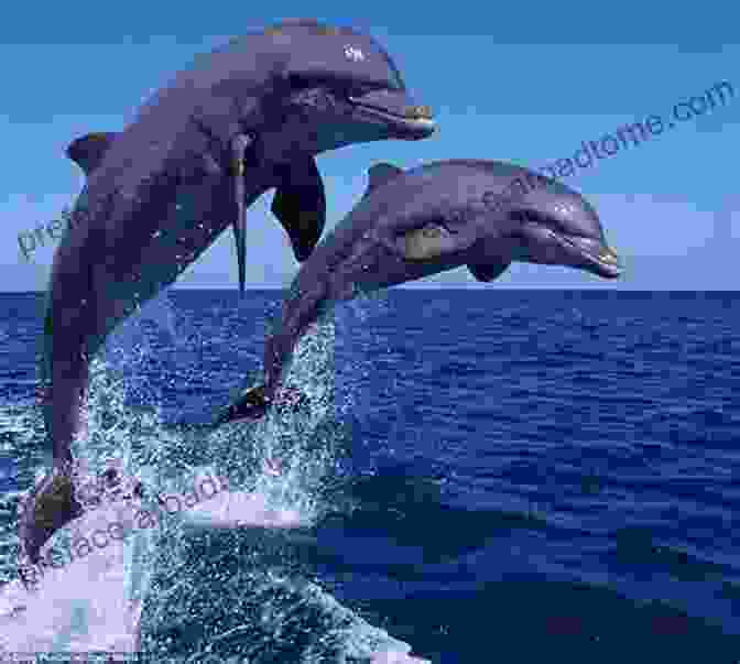 Playful Dolphins Jumping Out Of The Water Ocean Life For Kids (Tinker Toddlers): 2 Levels Of Learning Marine Life Facts Ages Baby 8 Oceanography Picture Of Whales Sharks Penguins Turtles And More