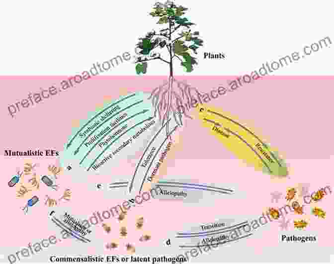 Symbiotic Relationship Between A Seed Endophyte And A Plant Seed Endophytes: Biology And Biotechnology