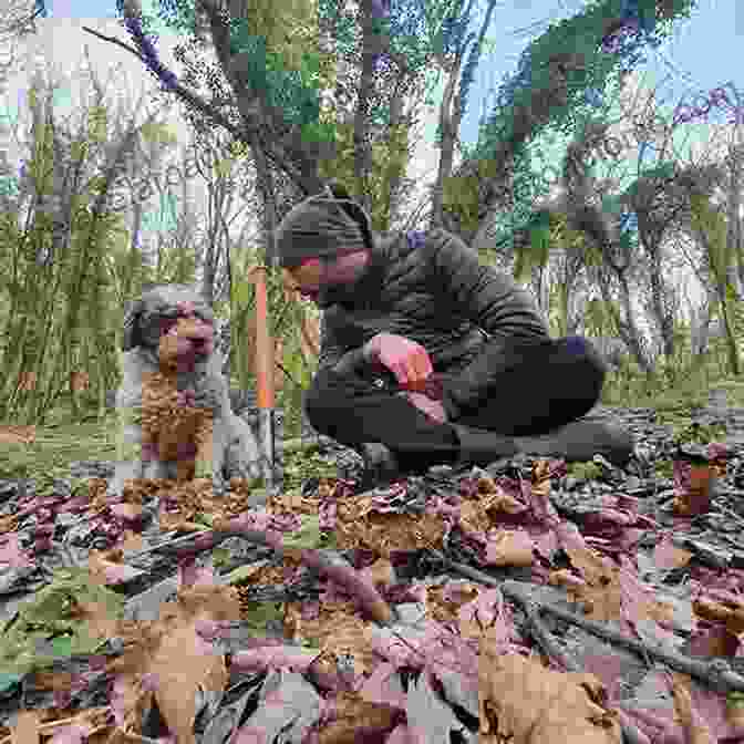 Truffle Hunter With Dog In Piedmont, Italy Hunting Truffles: A Culinary Adventure In Piedmont